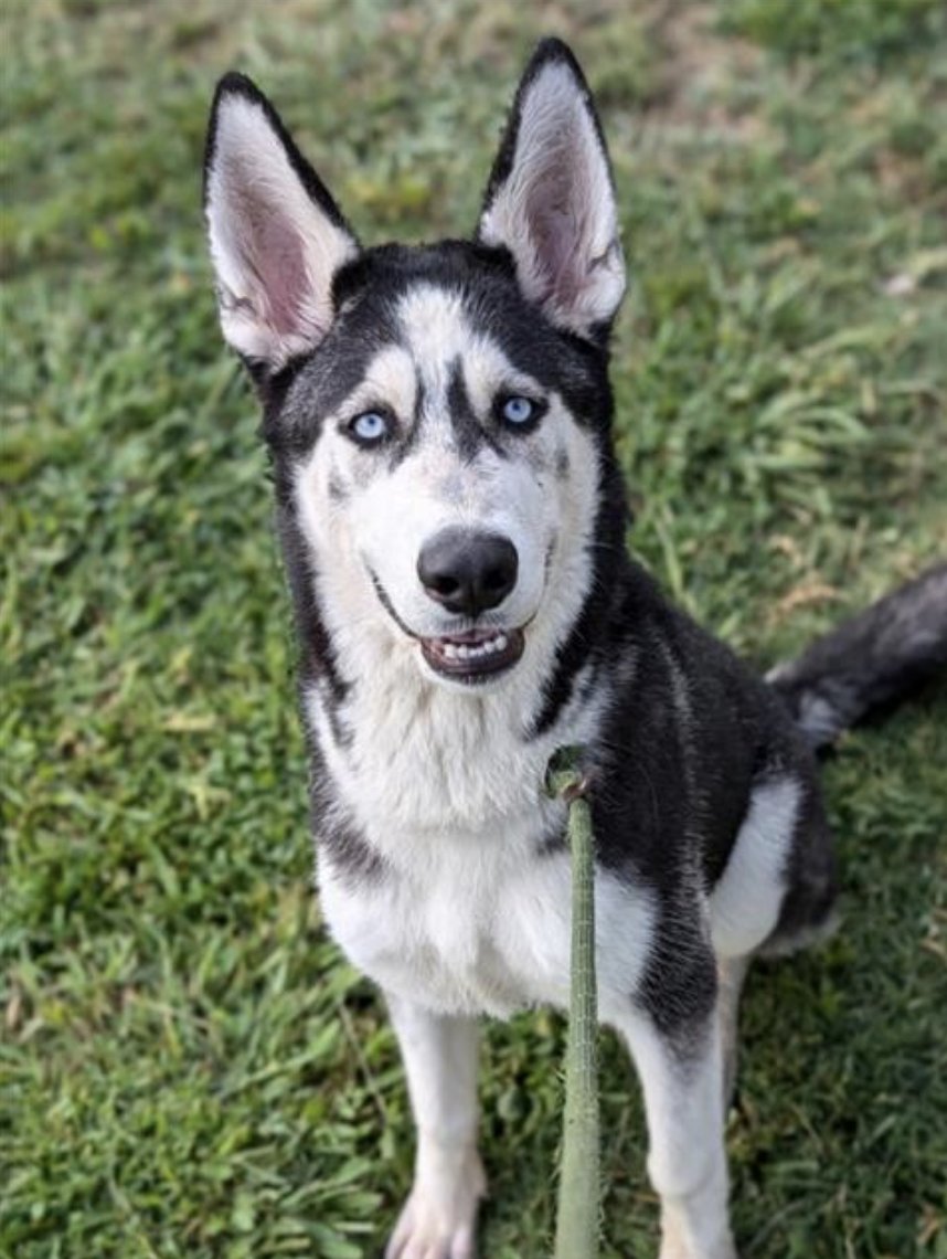 LACityPets's tweet photo. Meet some of our adoptable dogs from our North Central Center! πΎ
πΆ Lola #A2026260
πΆ Jack Frost #A2151399
πΆ Talie #A2150761
πΆ Zote #A2149392
#lacitypets #adoptashelterdog #GetYourRescueOn #DOGust #HumaneLA #adopt https://t.co/OyaP3CXIQi