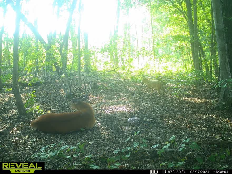 jcodya08's tweet photo. @tactacam Coyotes go for the big boys too! Crazy timelapse of yotes’ taking 10 point buck. https://t.co/gmOMboPN9P