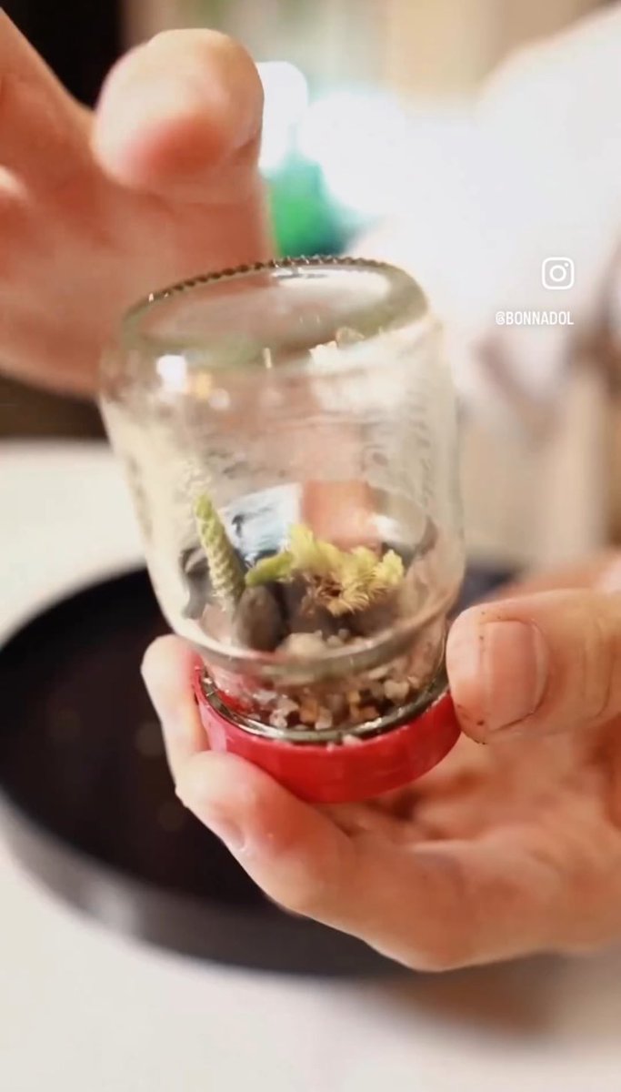 GardenKed's tweet photo. Bonz🐰IG/IGs update:
mini terrarium 🌱
แต่ขวดขุ่นคัก
#terrarium #miniterrarium
เก่งมาก 👏
#bonnadol @bonnadol https://t.co/chMnEDPgwV