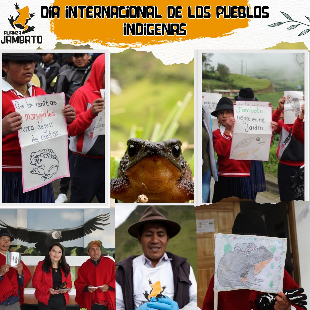 AlianzaJambato's tweet photo. 🐸 Celebramos la cultura viva de 🔆 #Angamarca, último refugio del jambato, cuya conexión con la tierra y la biodiversidad es un pilar fundamental para la conservación de esta y varias especies. 

🏵️ #DíaDeLosPueblosIndígenas
#Cultura  #PueblosIndígenas https://t.co/lJtEjeQlHC