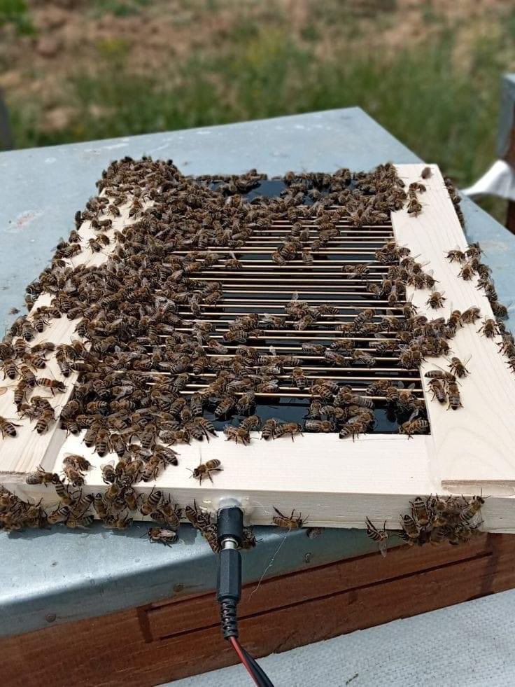 Mp97440's tweet photo. Collecte de venin d’🐝 réalisée en plaçant une petite charge électrique sur une plaque, ce qui stimule les abeilles à la piquer. Le venin est ensuite ramassé puis traité.
Il est utilisé pr ds traitements, notamment vs l'arthrite et d'autres affections inflammatoires
#apitweet 🐝 https://t.co/ectJdHKYOf