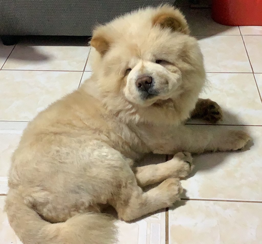 run free, my handsome bby boy 😭 

the chow at the bottom of my trans is inspired by him 🥺 my fur bestfriend of 6 years 😔💔 di mo man lang ako nakitang nagmarcha sa graduation 😔