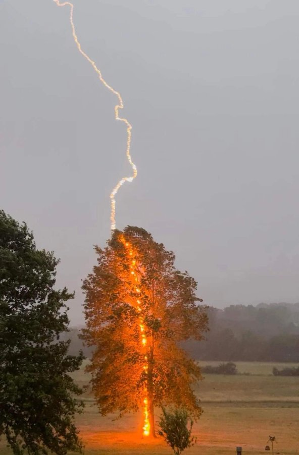 H54355Know's tweet photo. @IdiotsInCamera Lightning strikes a tree, image captured in incredible detail. https://t.co/ujJk50S3kS