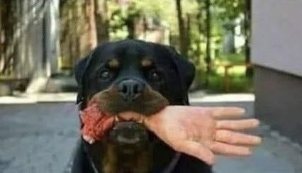 species_x's tweet photo. @ksorbs Tell him to “say hello to my little friend” https://t.co/wgkzubT9Wl