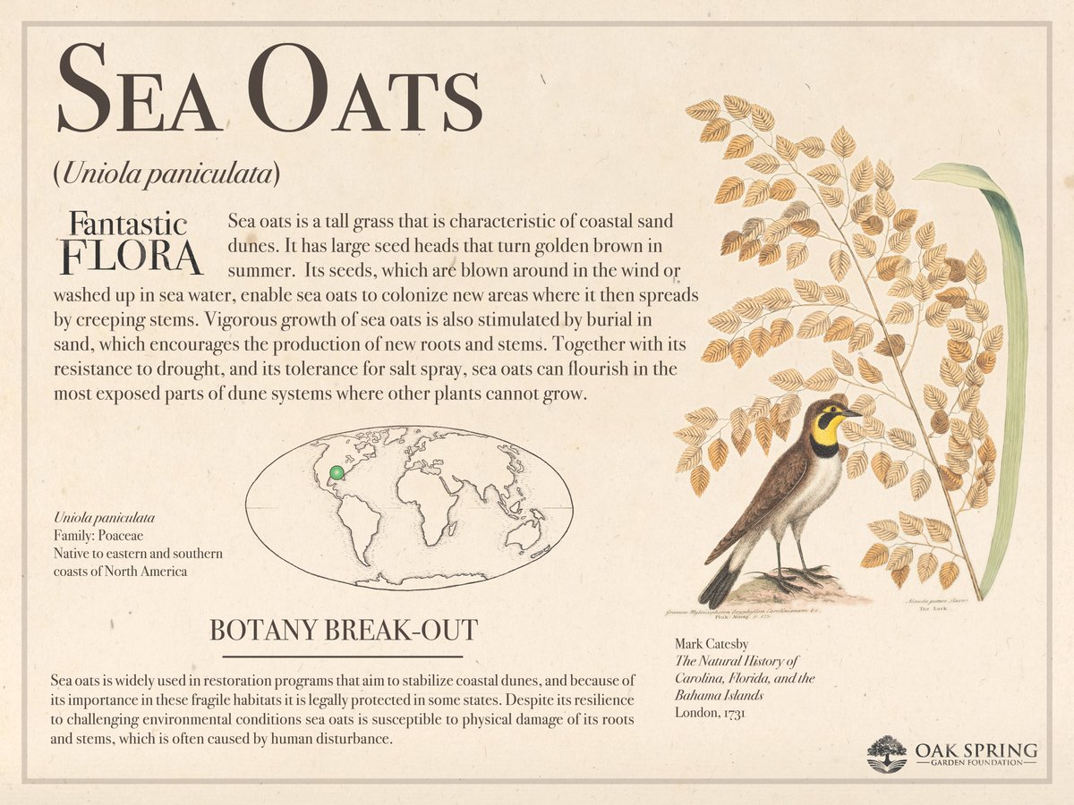 Happy #FantasticFloraFriday! If you're a lover of the beach, today's featured plant is for you.

For more surf turf, visit fantasticflora.online.