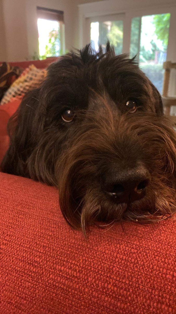 VortexAct's tweet image. Boutan! Working the old man for a treat. #LincolnPets