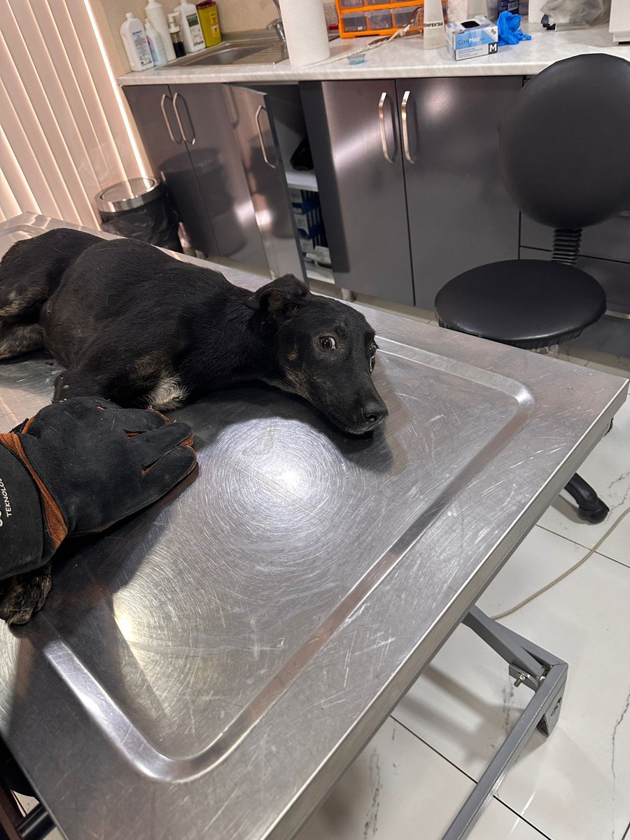 İstanbul Sahrayıceditte 4 Ağustosta bu köpeğe araba çarptı,kalça kırığı var,platin takılacak+klinik masrafı toplam 50bin tl , 12 bin tl toplandı. Eksiğimiz var, fatura ve videoları atabilirim.
#YasayiGeriCek
#YasaDeğilCinayet
#SokakHayvanlarıKimsesizDeğil
#AltindagdaKatliamVar