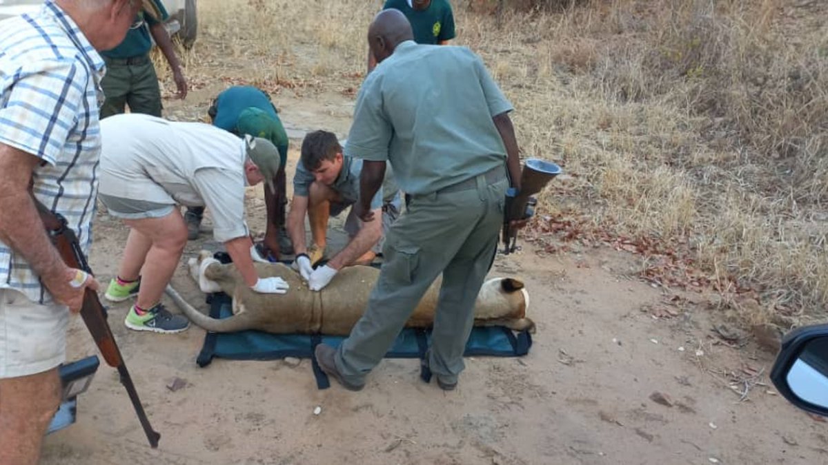 survivalanimal's tweet photo. Lioness saved from painful #snaretrap in #Kariba, #Zimbabwe! Spotted with a snare cutting deep into her torso, our team removed the snare & treated her wounds, saving her life! Please continue supporting our life-saving work in Kariba: https://t.co/O9OX5mkcpK
#ASIWildlife #KAWFT https://t.co/OxVgMU0PjH