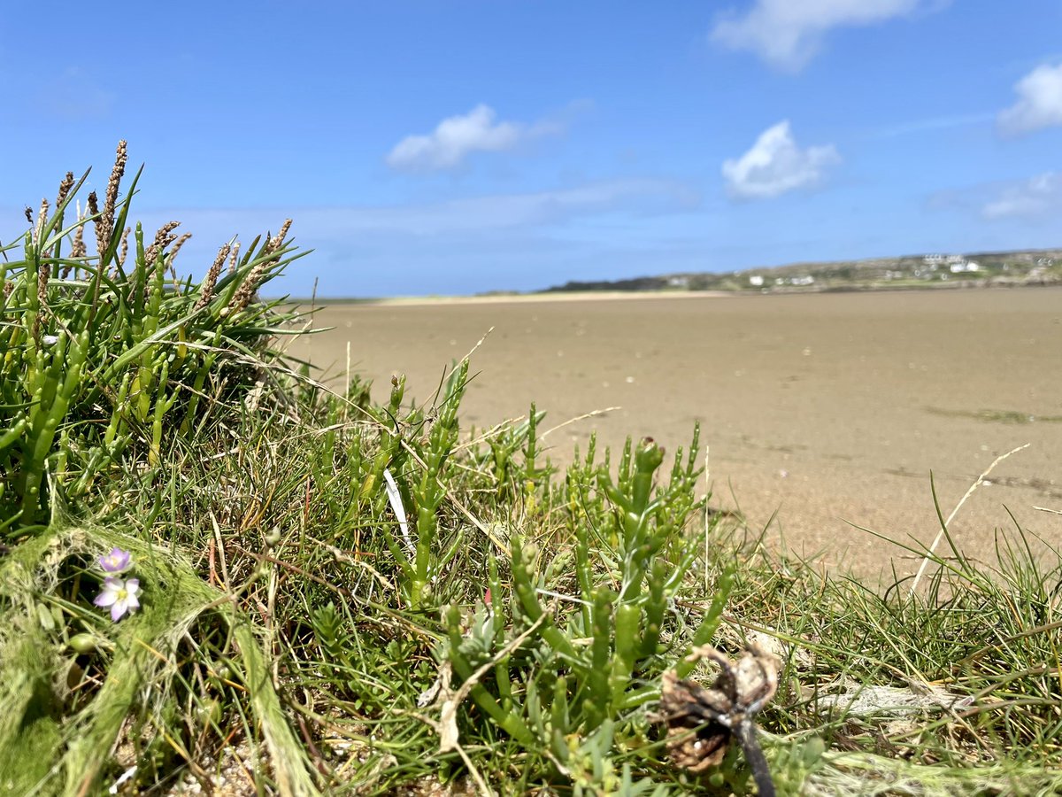 DrMichelleOS's tweet photo. It’s samphire season. If your summer holiday has taken you to the coast, you mind find a fine antidepressant foraging for a delicious supper #MentalHealth https://t.co/oTn3trsFfL