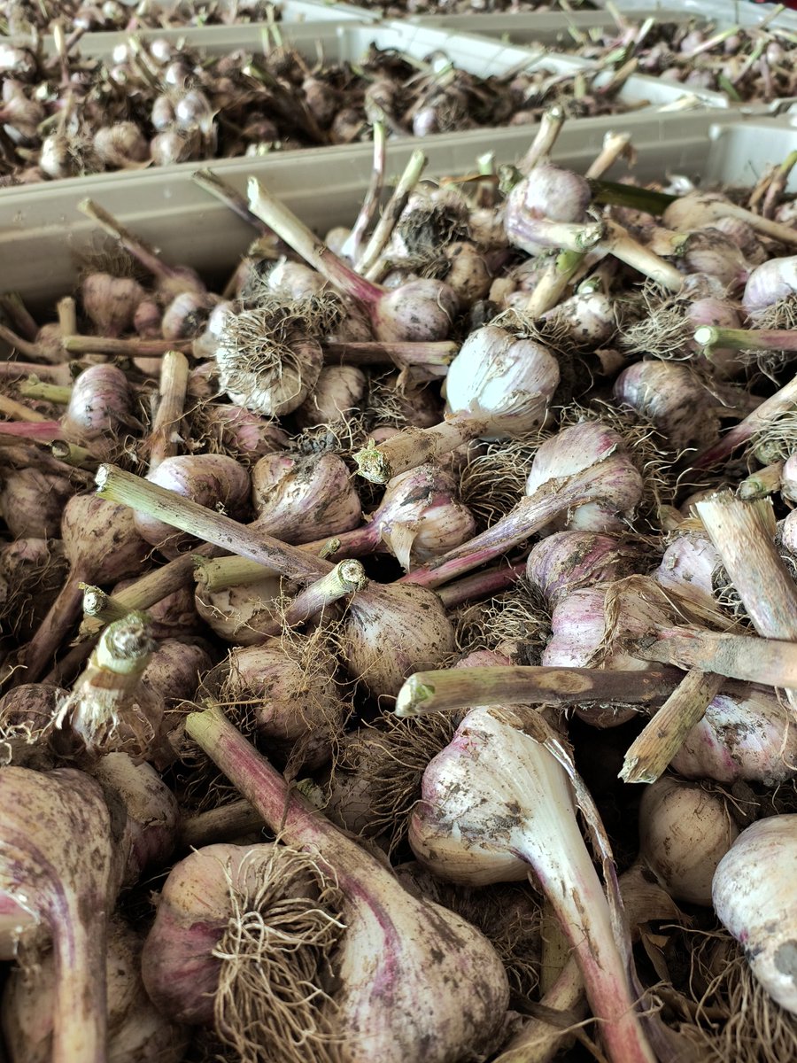 We harvested our garlic this week.  It needs to be cured and then we will be busy cleaning and shipping.  #garlic #ABag #organic