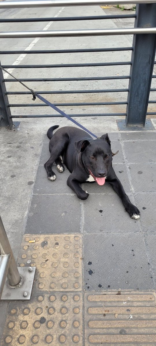 NicteBlanc's tweet photo. Apoyo a rescatar a este peludito, no dejaron amarrado en la estación metro coyuya de la línea 2, esta asustando https://t.co/ZKTLnmzow9