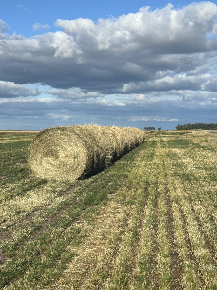 We have fresh rye grass straw for sale. 700+ bales. Located at carman mb. Priced reasonably @ 2.5 cents a lbs
We’ve fed a lot of this straw. Makes excellent roughage together with the higher quality feed. Retweets appreciated.