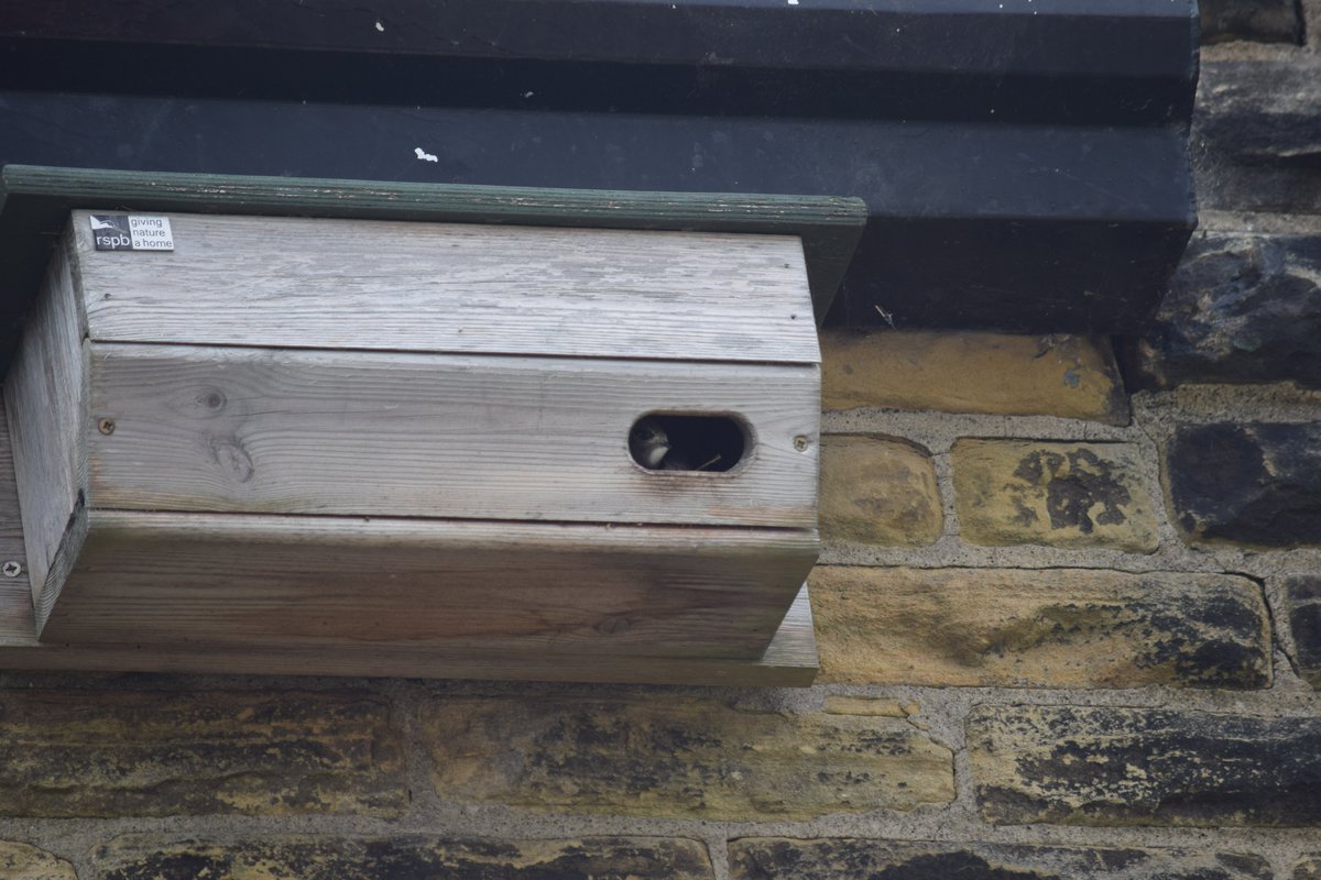 heyjooode's tweet photo. I've just seen the first SWIFT CHICKS to be raised in the box we put up in 2018 😍🥰😍so made up🥳🎉🥳🎉#settleswifts @bandbswifts @AceSettle  @DomSpracklen @KeasdenKate @WriterHannahBT https://t.co/svzSymkAPM