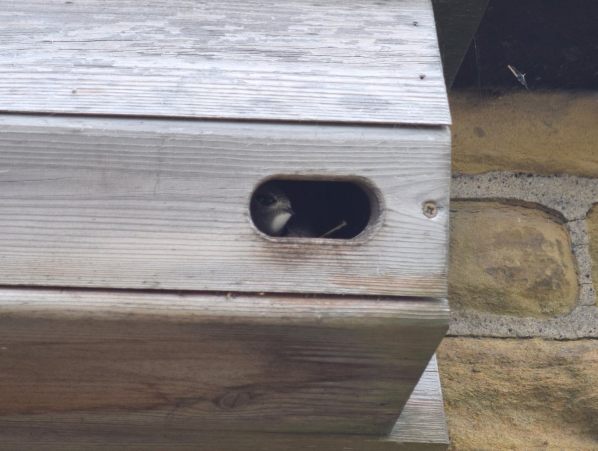 heyjooode's tweet photo. I've just seen the first SWIFT CHICKS to be raised in the box we put up in 2018 😍🥰😍so made up🥳🎉🥳🎉#settleswifts @bandbswifts @AceSettle  @DomSpracklen @KeasdenKate @WriterHannahBT https://t.co/svzSymkAPM