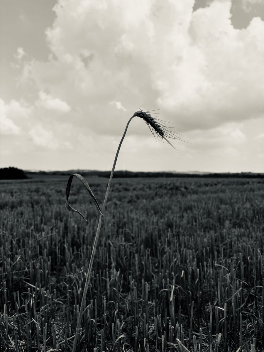 PTI GRAIN D’HUMEUR ☺️
L'agriculture c'est comme une médaille d’or ! 🥇 
Tellement long à bâtir, et si facile à détruire.
C’est tout le malheur actuel de notre belle agriculture Française 🇫🇷 elle s’éteint lentement mais sûrement . Le constat est implacable. Rentabilité en berne.