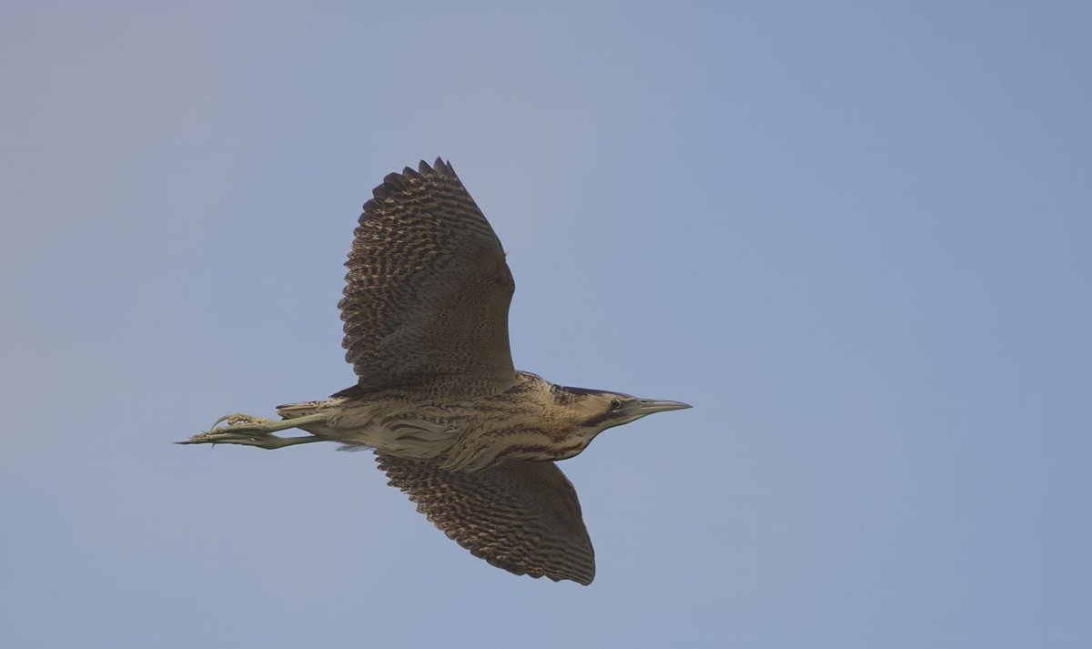 RSPB Langford Lowfields (@rspblangford) on Twitter photo Great news! After being closed for almost 10 months, the Floating Bridge and Boardwalk are now repaired and open again 🥂 Bittern photo <a href="/StuartCarlton48/">Stuart Carlton</a> Great news! After being closed for almost 10 months, the Floating Bridge and Boardwalk are now repaired and open again 🥂 Bittern photo <a href="/StuartCarlton48/">Stuart Carlton</a>