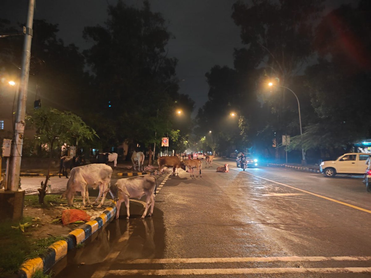 rwa_lodhicolony's tweet photo. दिल्ली की सर्वश्रेष्ठ कहलाने वाली, लोधी आर्ट डिस्ट्रिक्ट के नाम से मशहूर कॉलोनी की मुख्य सड़क पर उन गायों ने बसेरा बना रखा है, जिन्हें महफूज तरीके के पाला जाना चाहिए।

@tweetndmc को इसकी जरा भी चिंता नहीं है। सांसद @BansuriSwara मुख्यमंत्री @ArvindKejriwal  को संज्ञान लेना चाहिए https://t.co/OyrmQT3N6f