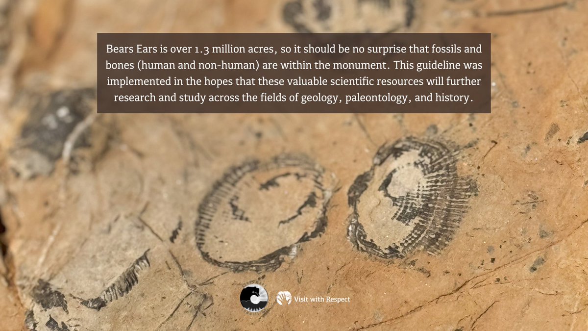 visitwrespect's tweet photo. Millions of years ago, diverse species &amp; plants thrived in this region. Today, the remnants of these ancient treasures are still being researched &amp; studied by the scientific community. It's crucial to Leave Fossils &amp; Bones Undisturbed, following the Visit With Respect guidelines. https://t.co/75fBb49dkW