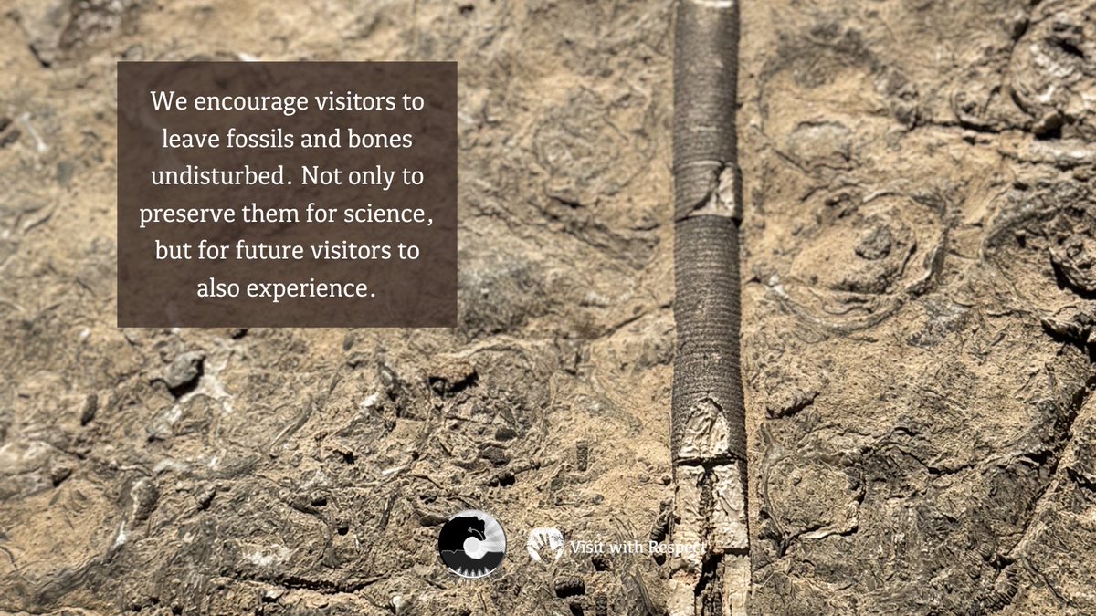Millions of years ago, diverse species &amp; plants thrived in this region. Today, the remnants of these ancient treasures are still being researched &amp; studied by the scientific community. It's crucial to Leave Fossils &amp; Bones Undisturbed, following the Visit With Respect guidelines.