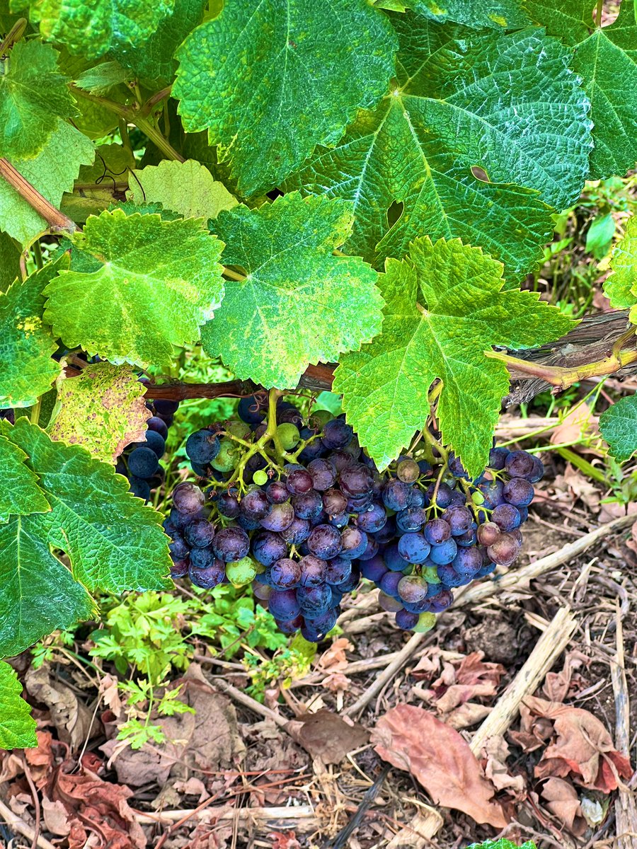 U_Explorers's tweet image. 🇮🇨 Pollo al salmorejo en el #Guachinche Casa Estela.