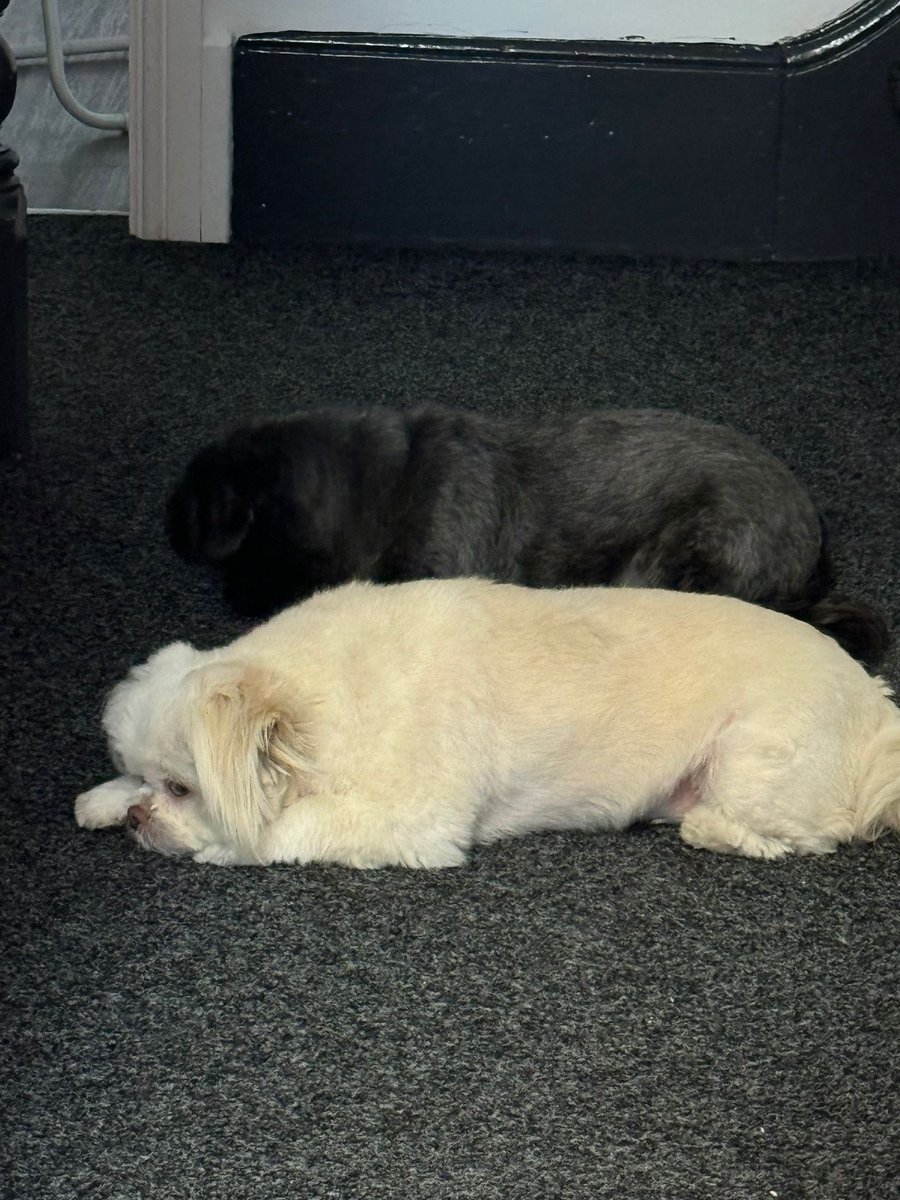 Our sleepy little office helpers. 🐶 just a reminder - our office is now closed until 27th August. All enquiries will be answered after then &amp; we’re still available on our socials! Thank you, MB
