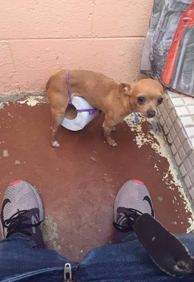 DiloConPerritos's tweet photo. Gracias Rambo 🥺 https://t.co/iMEtFvTpOv