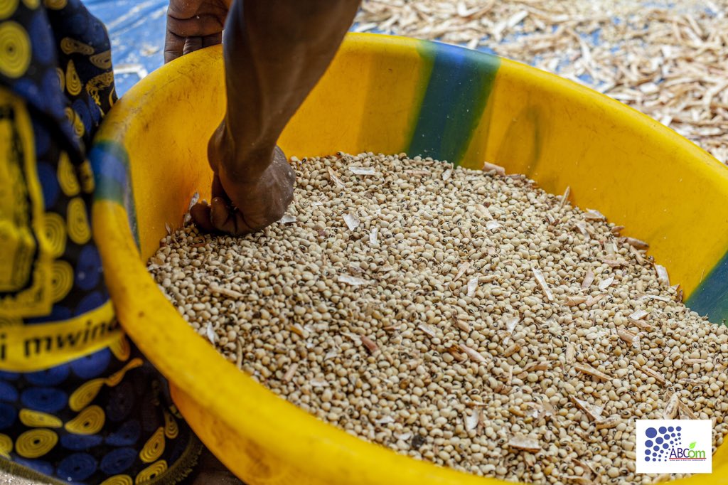 ABCom_ONGD's tweet photo. « Ensemble, nous avons cultivé un avenir où chaque champ ensemencé raconte une histoire de courage et de détermination, un futur où la terre, généreuse, continue de nous nourrir »
#investinhumanity #agriculture 

https://t.co/QDvUM5ikp5

@UNOCHA_DRC https://t.co/B36N3dZCWq
