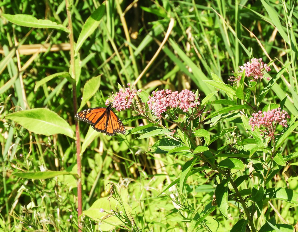 sambawoman's tweet image. Hello, everyone!  On this #FlutterbyFriday, let&apos;s see what  is out there....Down by the riverside, along the water&apos;s edge, I spied a beautiful butterfly!
