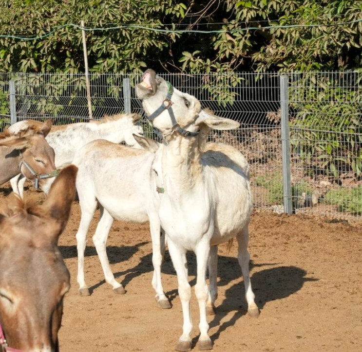 safehaven4donks's tweet photo. ๐ด๐ซถ Our donkey diva is spreading some weekend cheer bless her !!! Enjoy your days of everybody ๐ข
#WeekendVibes #DonkeyLove #WeekendFun #HappyWeekend #WeekendCheer #donkeysanctuary #donkeylove https://t.co/oVI10msO3M