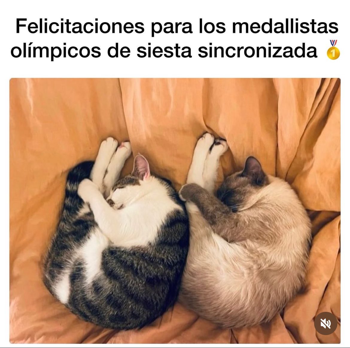 caramjose's tweet image. 😸