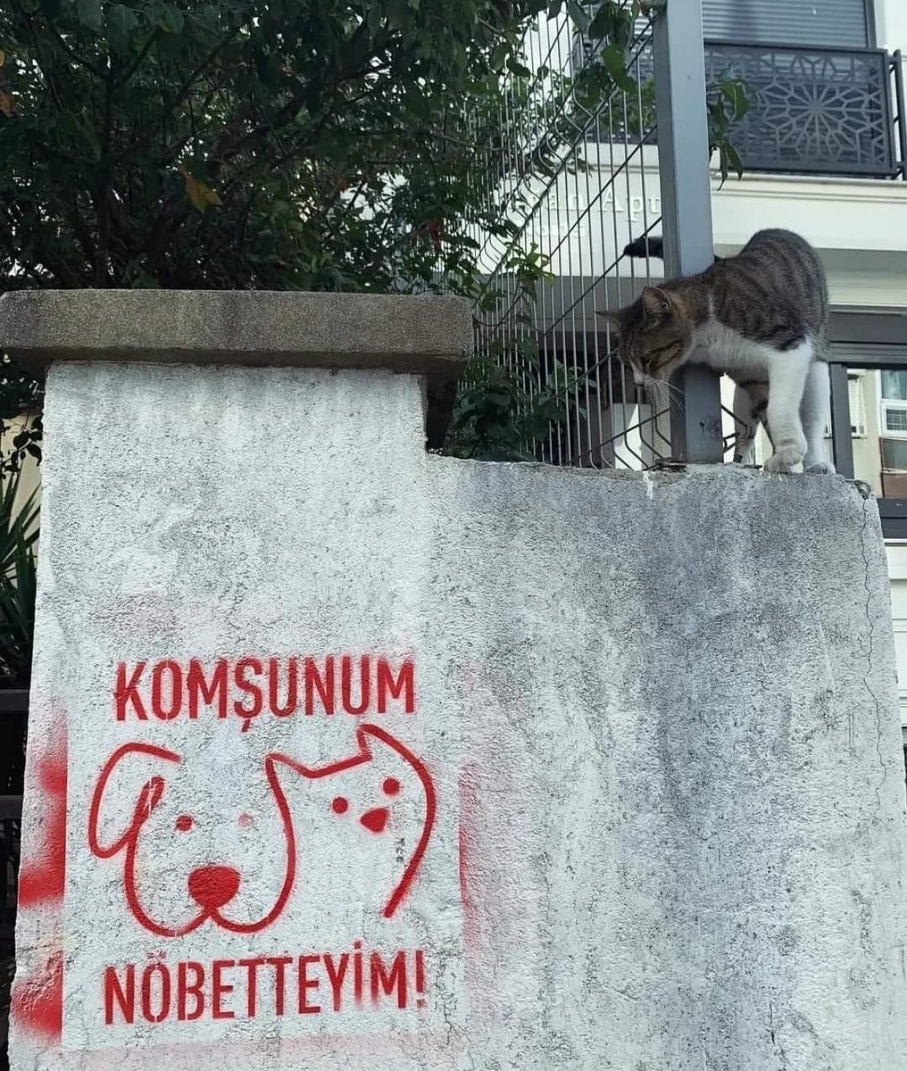 PhaedraXTeddy's tweet photo. 🆘️ Turkish people are posting everywhere to protect our best friends from #dogcatchers:
It says; "I'm a neighbor, I'm on guard!! We're on guard so they don't take our friend..."
#Beheading is not "putting to sleep" as promised by #TurkishDogMassacreLaw!
People who easily behead a dog can more easily behead a person. 
☠️ #TurkishDogMassacreLaw was signed by #Erdogan.
Dogs are brutally murdered by having their heads cut off in #Turkey.
Dogs are brutally murdered by being torn apart in #Turkiye.
Dogs are buried alive in #Turkey.
#AltındağdaKatliamVar
#NiğdedeKatliamVar
#BoycottTurkiye