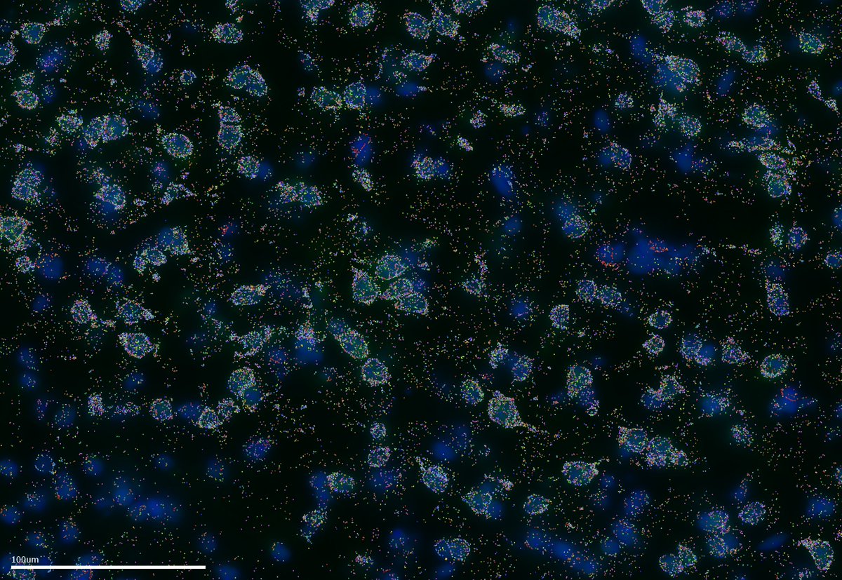 z_baram's tweet image. who knew spatial #transcriptomics could be so beautiful? segmented #paraventricular #thalamus (PVT) cells showing off their multicolored gene expression, using #MERFISH #fluorescence_friday