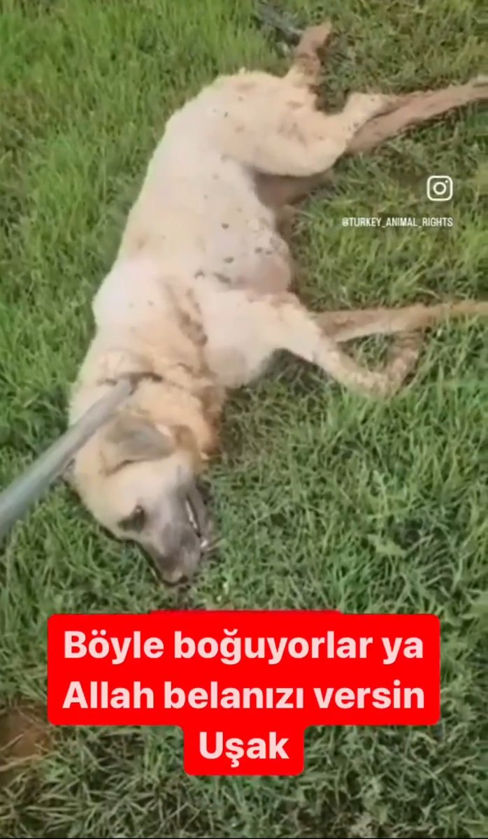 PhaedraXTeddy's tweet photo. 🆘️ Turkish people are posting everywhere to protect our best friends from #dogcatchers:
It says; "I'm a neighbor, I'm on guard!! We're on guard so they don't take our friend..."
#Beheading is not "putting to sleep" as promised by #TurkishDogMassacreLaw!
People who easily behead a dog can more easily behead a person. 
☠️ #TurkishDogMassacreLaw was signed by #Erdogan.
Dogs are brutally murdered by having their heads cut off in #Turkey.
Dogs are brutally murdered by being torn apart in #Turkiye.
Dogs are buried alive in #Turkey.
#AltındağdaKatliamVar
#NiğdedeKatliamVar
#BoycottTurkiye