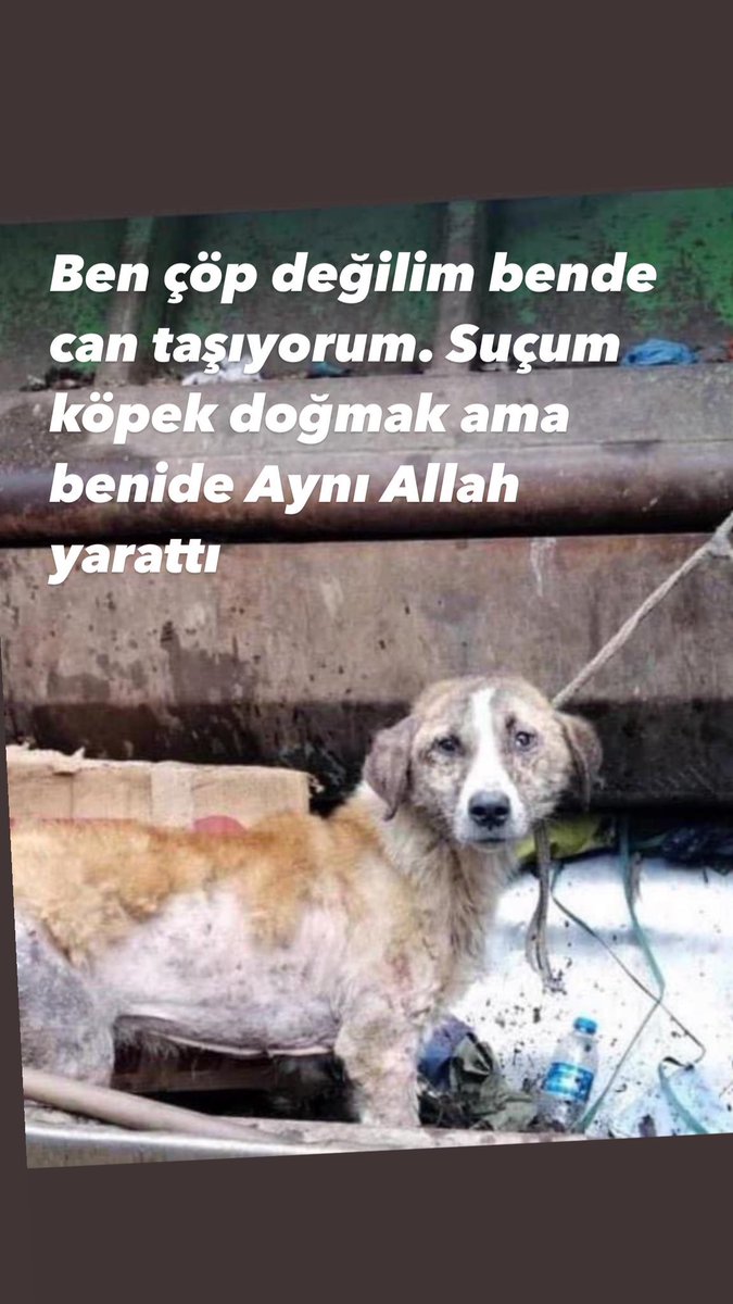 PhaedraXTeddy's tweet photo. 🆘️ Turkish people are posting everywhere to protect our best friends from #dogcatchers:
It says; "I'm a neighbor, I'm on guard!! We're on guard so they don't take our friend..."
#Beheading is not "putting to sleep" as promised by #TurkishDogMassacreLaw!
People who easily behead a dog can more easily behead a person. 
☠️ #TurkishDogMassacreLaw was signed by #Erdogan.
Dogs are brutally murdered by having their heads cut off in #Turkey.
Dogs are brutally murdered by being torn apart in #Turkiye.
Dogs are buried alive in #Turkey.
#AltındağdaKatliamVar
#NiğdedeKatliamVar
#BoycottTurkiye