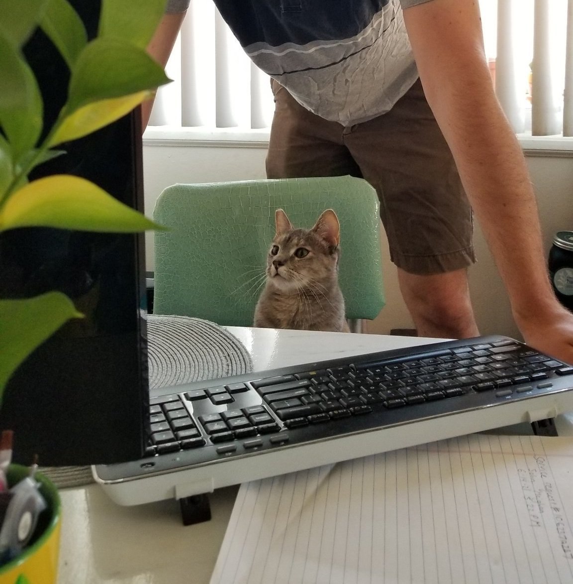 cats with jobs 🛠 (@catworkers) on Twitter photo 