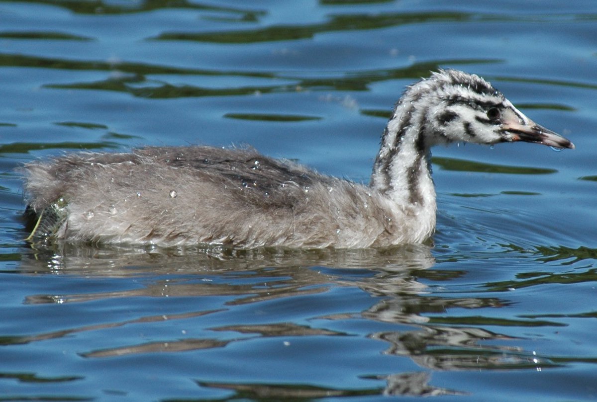 Tomorrow I’m leading a free bird walk around Vicky Park, London Saturday 10th August 10am to 1230pm - meeting by V&amp;A building north of Pavilion Cafe on the west side of the park <a href="/VickyParkLondon/">Victoria Park</a> <a href="/VickyParkFriend/">Victoria Park Friends</a> #ornithology #BirdwatchingLondon #BirdersForPalestine