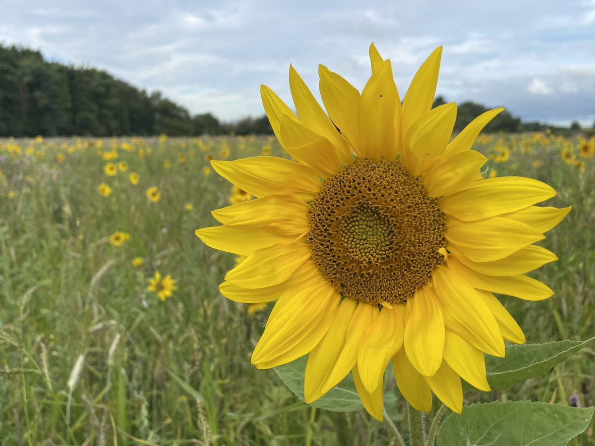 Jim Scarratt (@jimscarratt) on Twitter photo Maize for <a href="/FutureBiogas/">Future Biogas</a> and sunflowers in the wild bird mix looking fantastic, #admaize #winterbirdfood 🌾 🐦 Maize for <a href="/FutureBiogas/">Future Biogas</a> and sunflowers in the wild bird mix looking fantastic, #admaize #winterbirdfood 🌾 🐦