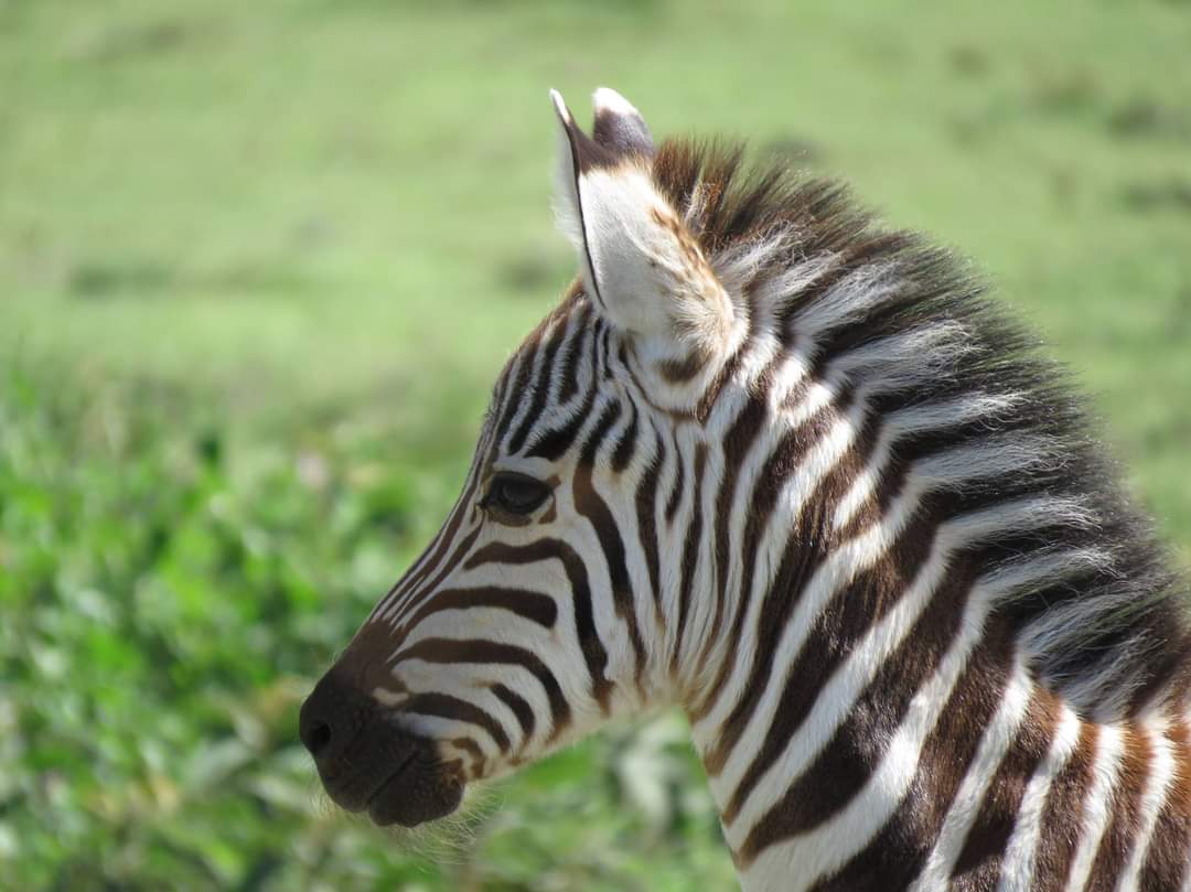 New born 

#zebra #puppy #calf #Tanzania
#NatureBeautiful
#wildlife #safari #travelphotography #PuppyLove #traveling #wanderlust #Enjoy