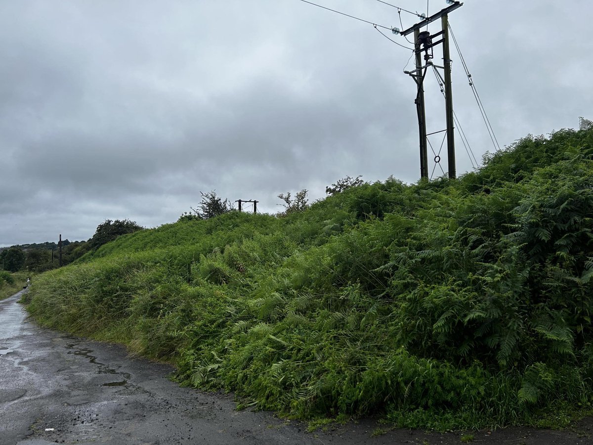 The embankment looking south west in 2024