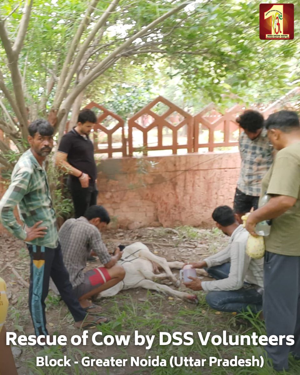 DSSNewsUpdates's tweet photo. Dera Sacha Sauda volunteers from Noida and Kambopura, displayed remarkable compassion by rescuing injured cows. Demonstrating their commitment to animal welfare, they provided immediate medical care to the distressed animals. Their actions exemplify the spirit of service and compassion, reflecting the teachings of their revered Saint Dr. MSG Insan. #AnimalCare #MedicalAid #DeraSachaSauda