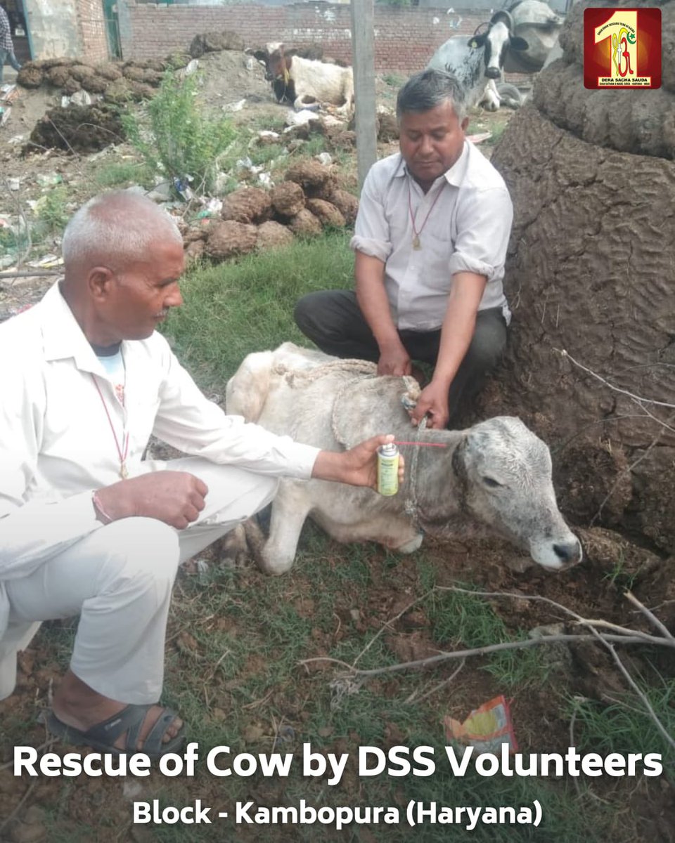 DSSNewsUpdates's tweet photo. Dera Sacha Sauda volunteers from Noida and Kambopura, displayed remarkable compassion by rescuing injured cows. Demonstrating their commitment to animal welfare, they provided immediate medical care to the distressed animals. Their actions exemplify the spirit of service and compassion, reflecting the teachings of their revered Saint Dr. MSG Insan. #AnimalCare #MedicalAid #DeraSachaSauda