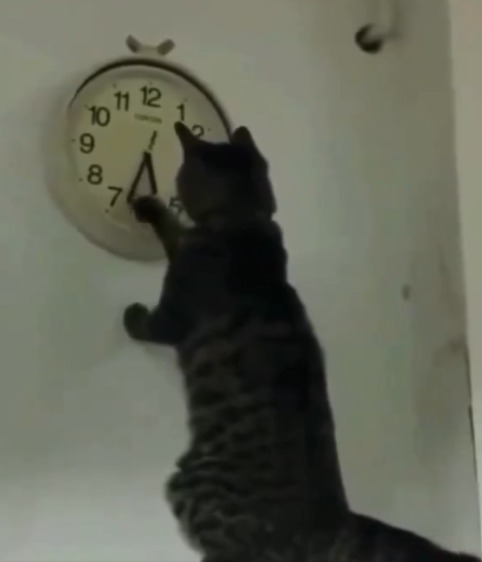 CatWorkers's tweet photo. Me when it's 15 minutes to closing time: https://t.co/ygjCyIlRRz