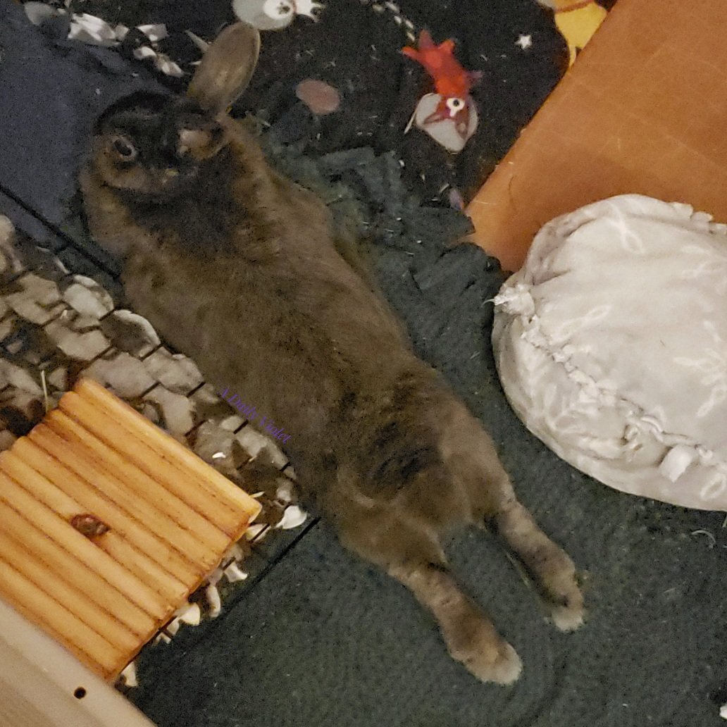 ADailyViolet1's tweet photo. Super sploot!
#BunnyButtFriday #aDailyViolet https://t.co/wVu3tZUsRY