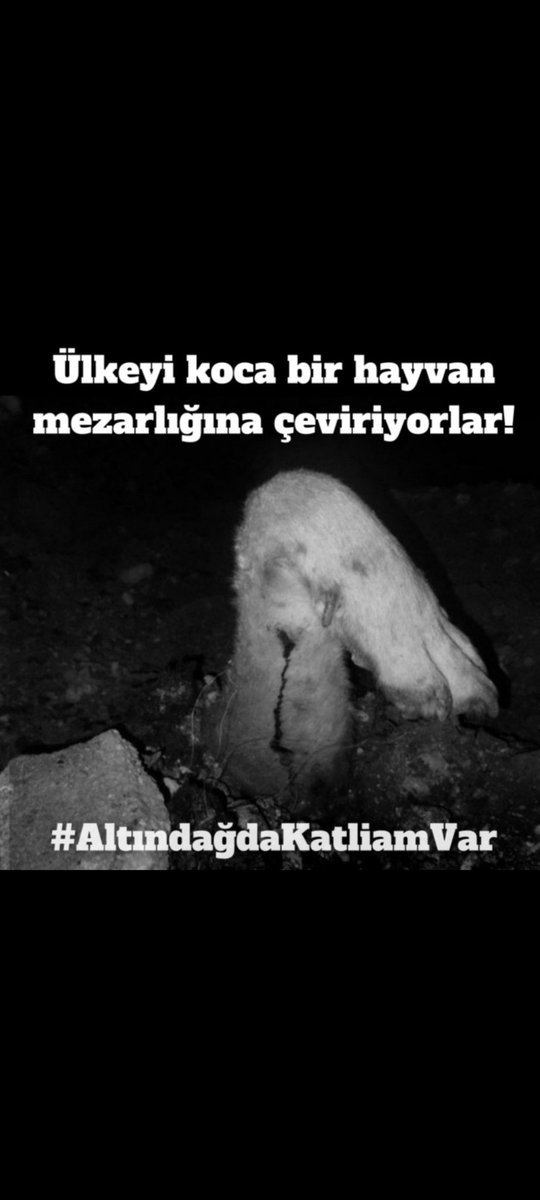 Başımız Sağolsun ey ,,
Müslüman alemi  
Devlet dediğiniz  ölmüş !!!  
Hep bir ağızdan  #Allahuekber deyin ! Camilerde selalar verin !! Hhayvanlarımız katlediliyor !!!!!!!
 #HayvanKatliamınaHayır #AllahBelaniziVersin #altındagdakatliamvar
