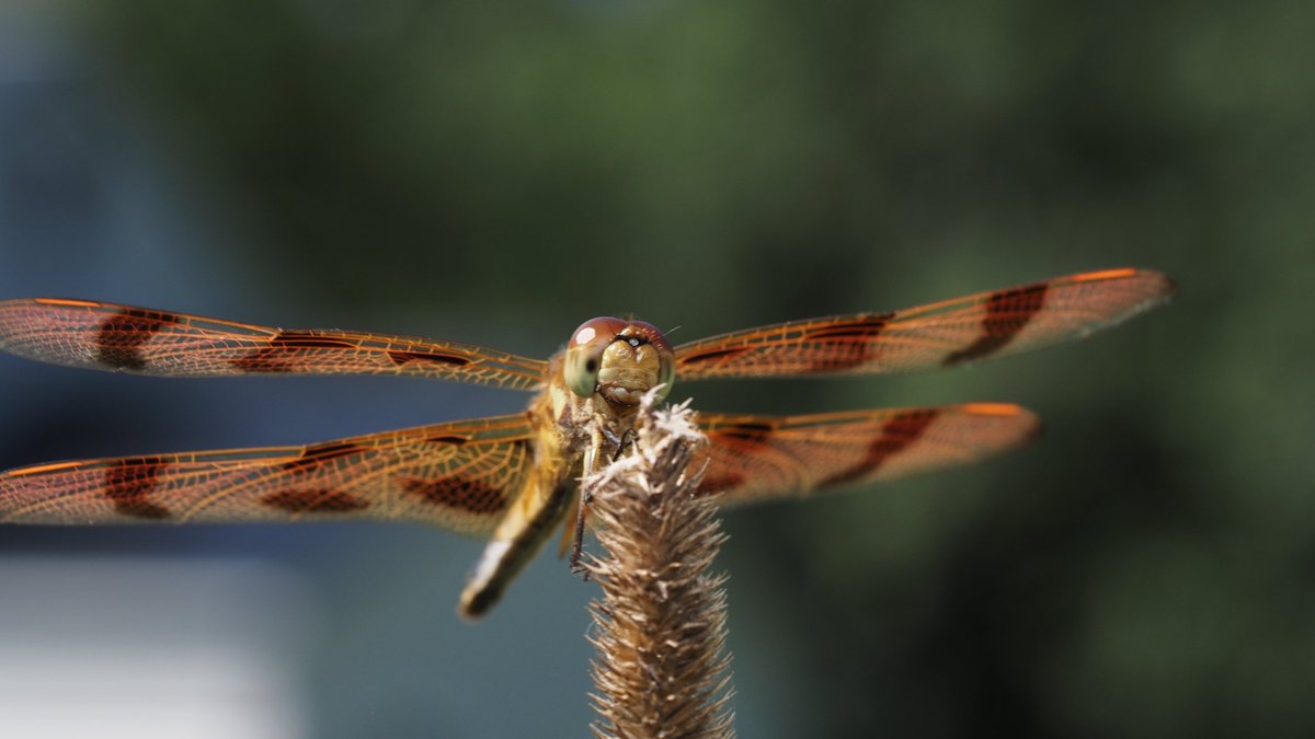 BugzRCool's tweet image. Halloween dragonfly.