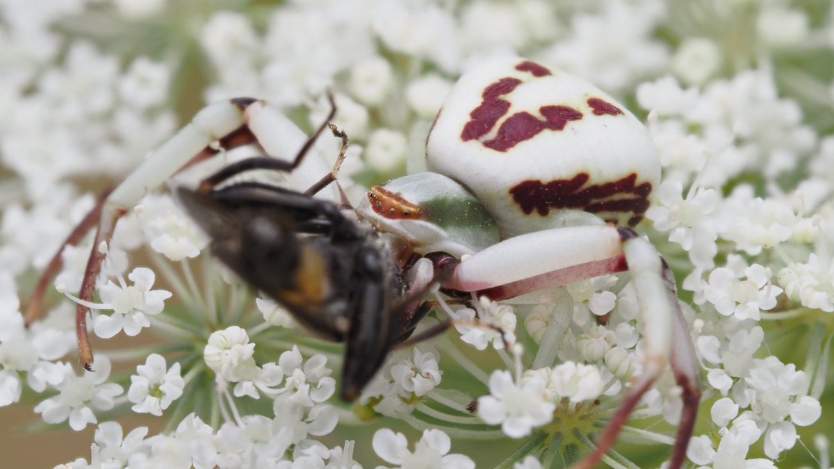 BugzRCool's tweet image. White-banded crab spider.