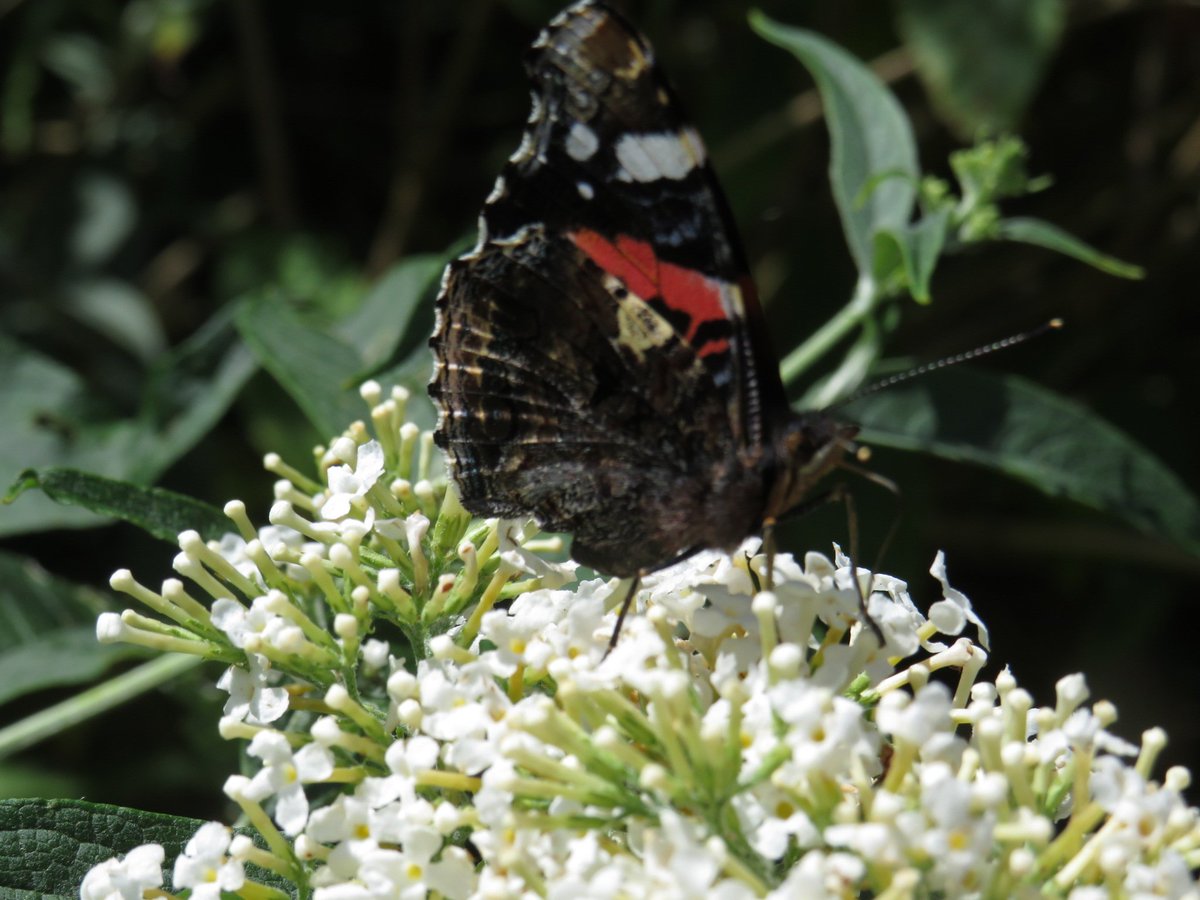 Wexcoastbirds's tweet photo. Finally getting some decent Butterfly no's in the Garden ( very poor year ) including 2 Painted ladies today...
#Flutterby https://t.co/IlVl6GmjWq