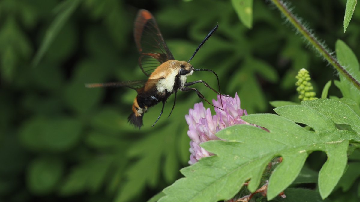 BugzRCool's tweet image. Snowberry clearwing.