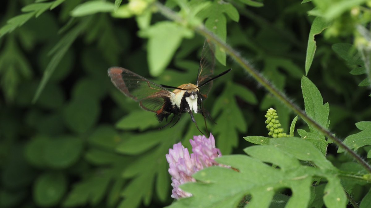 BugzRCool's tweet image. Snowberry clearwing.