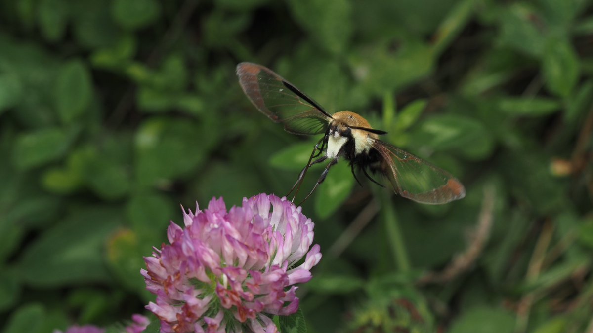 BugzRCool's tweet image. Snowberry clearwing.